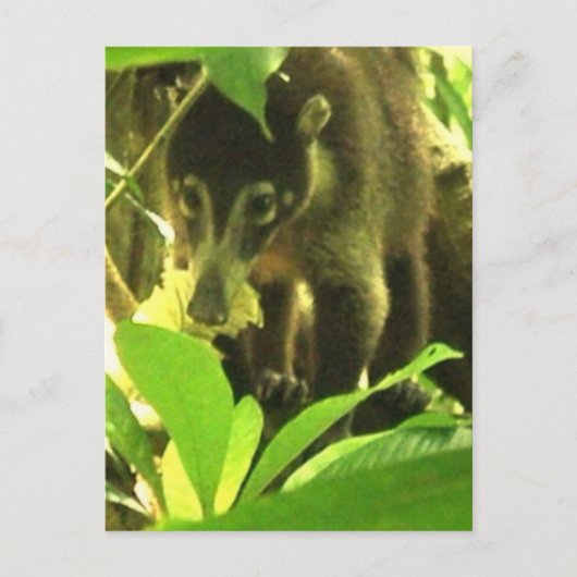Wild Coati Briefkaart (Voorkant)