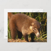 Wild Coati Mundi Briefkaart (Voorkant / Achterkant)