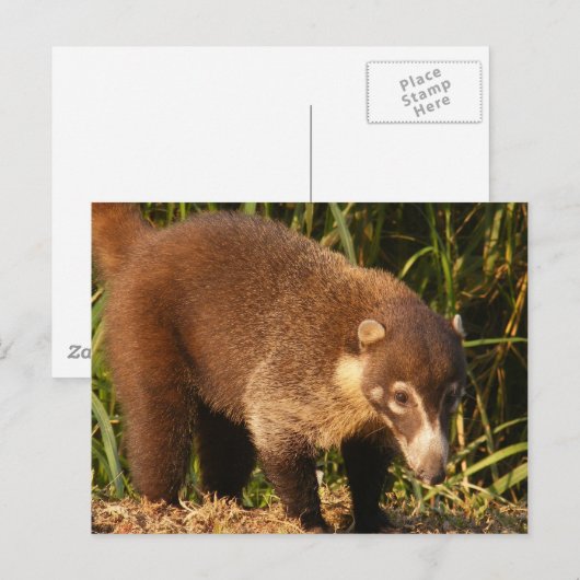 Wild Coati Mundi Briefkaart (Voorkant / Achterkant)