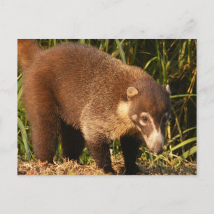 Wild Coati Mundi Briefkaart