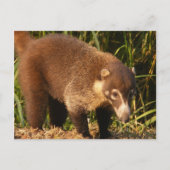 Wild Coati Mundi Briefkaart (Voorkant)
