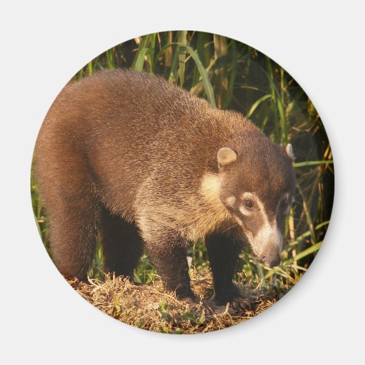 Wild Coati Mundi magneet (Voorkant)