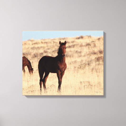 Wild Colt Canvas (Voorkant)