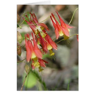 Wild Columbine