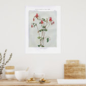 Wild Columbine; Rock Bells - Aquilegia canadensis Poster (Keuken)