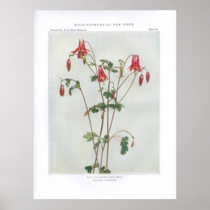 Wild Columbine; Rock Bells - Aquilegia canadensis Poster