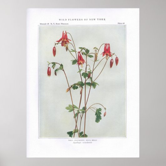 Wild Columbine; Rock Bells - Aquilegia canadensis Poster (Voorkant)