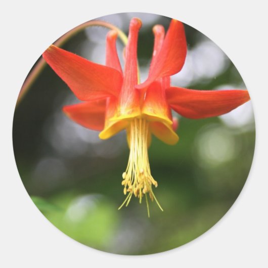 Wild Columbine Ronde Sticker (Voorkant)