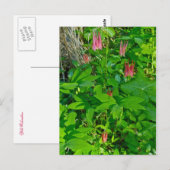 Wild Columbine & Solomon's Seal Briefkaart (Voorkant / Achterkant)