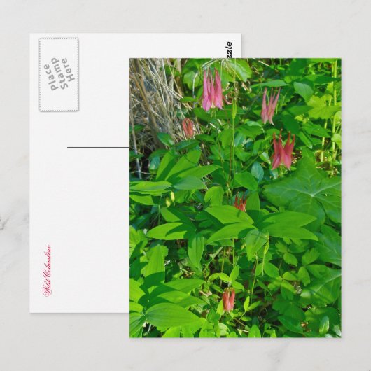 Wild Columbine & Solomon's Seal Briefkaart (Voorkant / Achterkant)