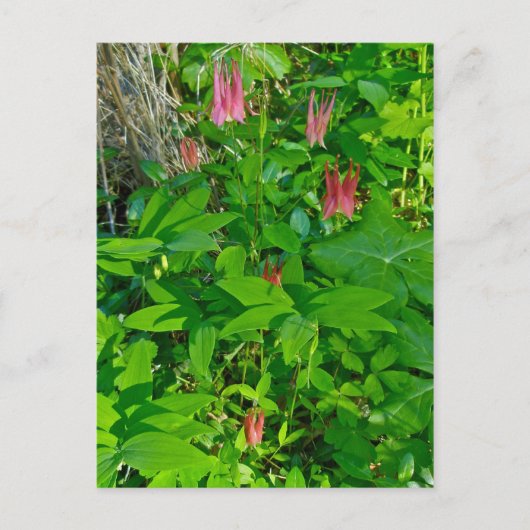 Wild Columbine & Solomon's Seal Briefkaart (Voorkant)