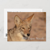 Wild Coyote in Nevada desert Briefkaart (Voorkant / Achterkant)