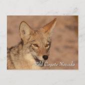 Wild Coyote in Nevada desert Briefkaart (Voorkant)