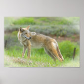 Wild Coyote Poster (Voorkant)