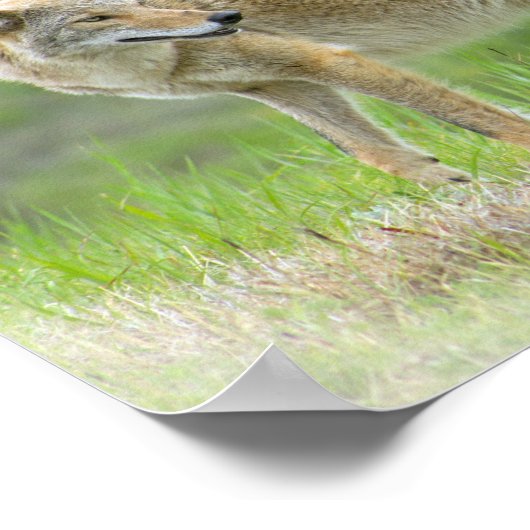 Wild Coyote Poster (Hoek)