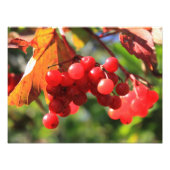 Wild Cranberries Foto Afdruk (Voorkant)