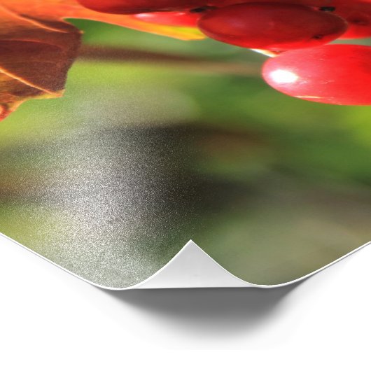 Wild Cranberries Foto Afdruk (Hoek)