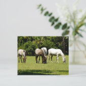 Wild Cumberland 3 Briefkaart (Staand voorkant)