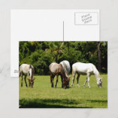 Wild Cumberland 3 Briefkaart (Voorkant / Achterkant)