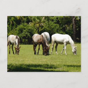 Wild Cumberland 3 Briefkaart