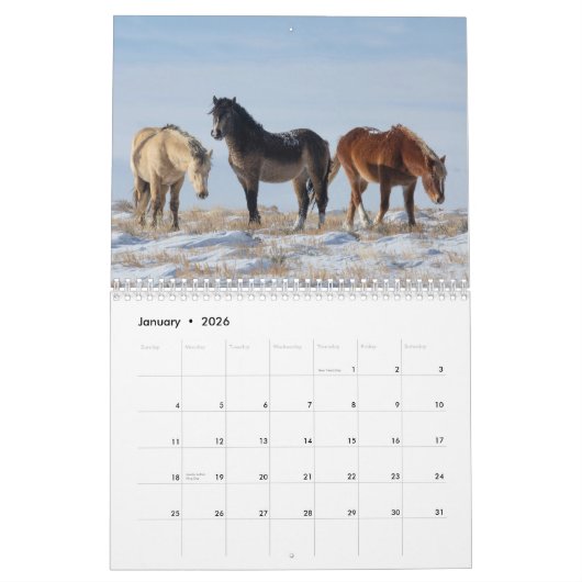 Wild Curly Horses of Salt Wells Creek Kalender (Jan 2026)