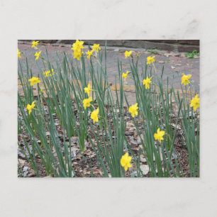 Wild Daffodils Briefkaart
