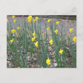 Wild Daffodils Briefkaart (Voorkant)