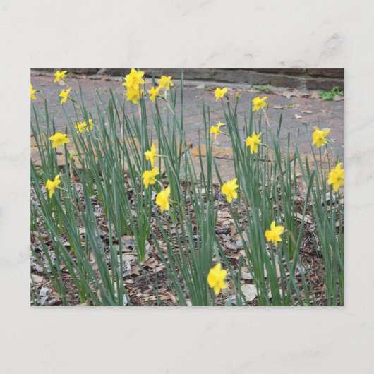 Wild Daffodils Briefkaart (Voorkant)