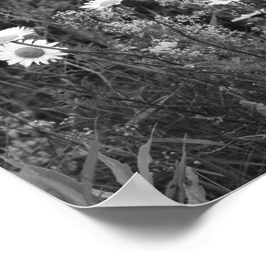 Wild Daisies Flower Black White Print (Hoek)