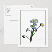 Wild Daisy Botanische Briefkaart met foto-schets (Voorkant / Achterkant)