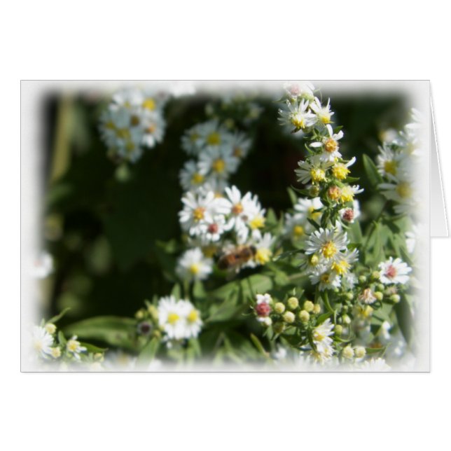 Wild Daisy Fleabane Flower Blank (Voorkant Horizontaal)