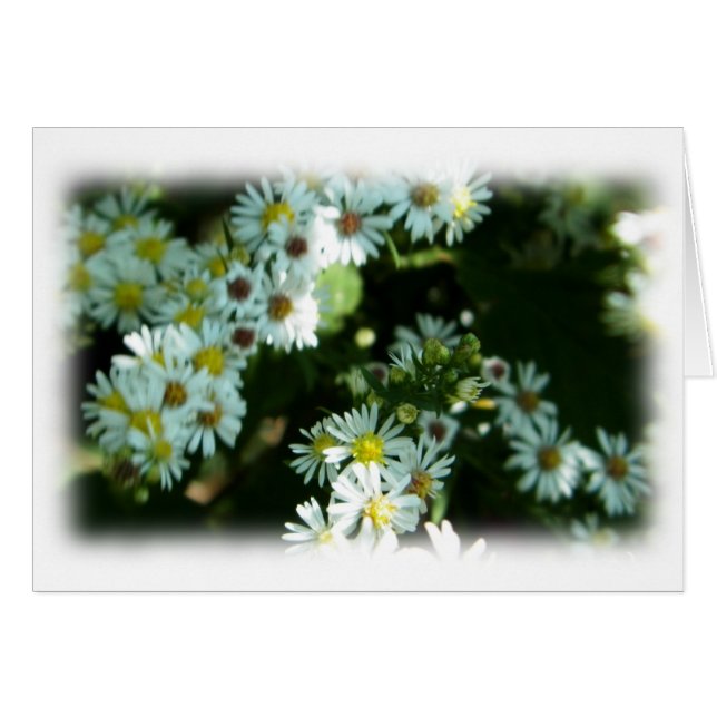 Wild Daisy Fleabane Flower Blank Note Kaart (Voorkant Horizontaal)