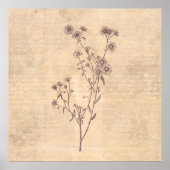 Wild Daisy Flower Wildflower Antiek Script Paper Poster (Voorkant)
