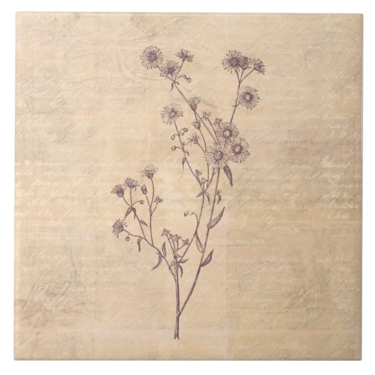 Wild Daisy Flower Wildflower Antiek Script Paper Tegeltje (Voorkant)