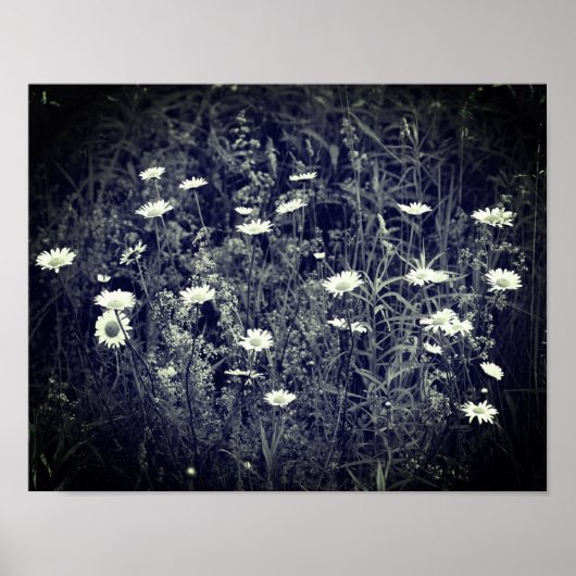 Wild Daisy Flowers Black and White Poster (Voorkant)