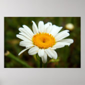 Wild Daisy Poster (Voorkant)