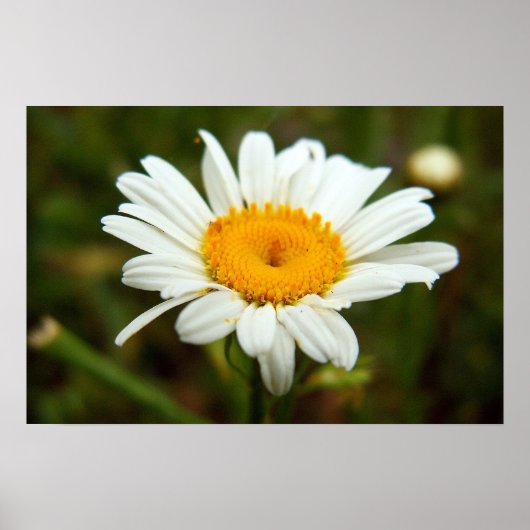 Wild Daisy Poster (Voorkant)
