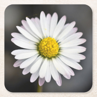 Wild Daisy White en Yellow Kartonnen Onderzetters