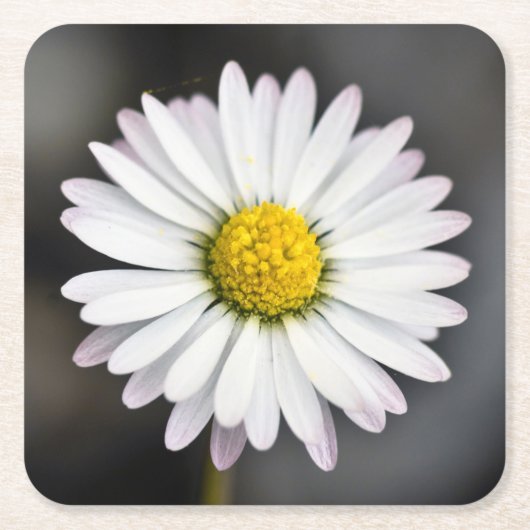 Wild Daisy White en Yellow Kartonnen Onderzetters (Voorkant)