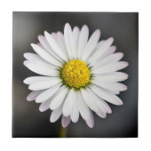 Wild Daisy White en Yellow Tegeltje (Voorkant)