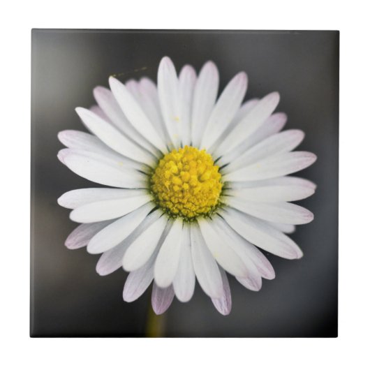 Wild Daisy White en Yellow Tegeltje (Voorkant)