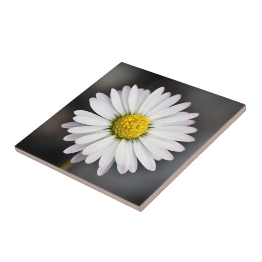 Wild Daisy White en Yellow Tegeltje (Zijkant)