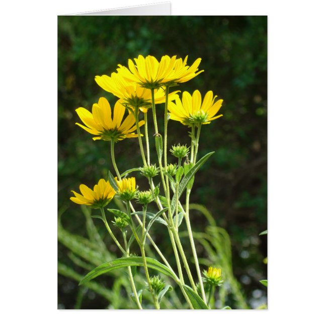 Wild Daisys (Voorkant)