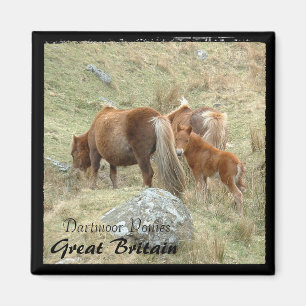 Wild Dartmoor Ponies - 3, Engeland (Magnet) Magneet
