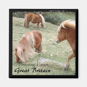 Wild Dartmoor Ponies - 4, Engeland (Magnet) Magneet