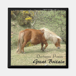 Wild Dartmoor Ponies, Engeland (Magnet) Magneet