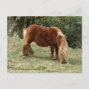 Wild Dartmoor Ponies, Engeland / Paarden Briefkaart
