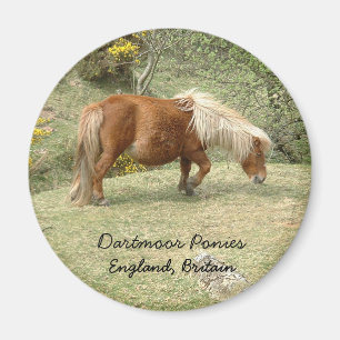 Wild Dartmoor Pony, Engeland, Verenigd Koninkrijk Magneet