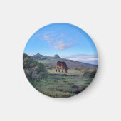 Wild Dartmoor Pony Horse Magnet (Voorkant)