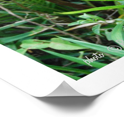 Wild Dating Advertisement Poster (Hoek)